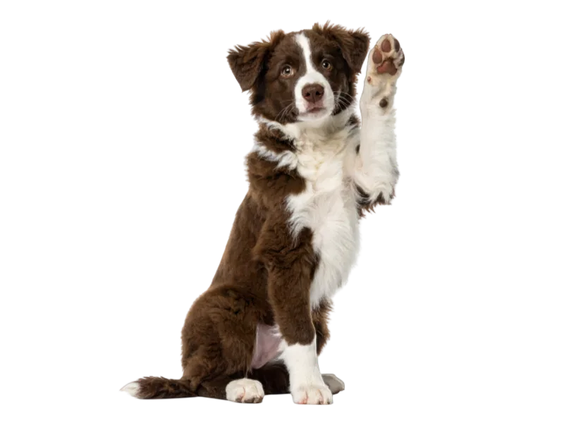 A brown and white Border Collie puppy sits with its right paw raised in a greeting gesture.