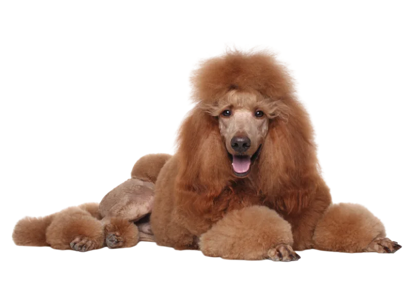 A reddish-brown poodle with a fluffy mane and tail lies on a white surface, panting with its tongue out.