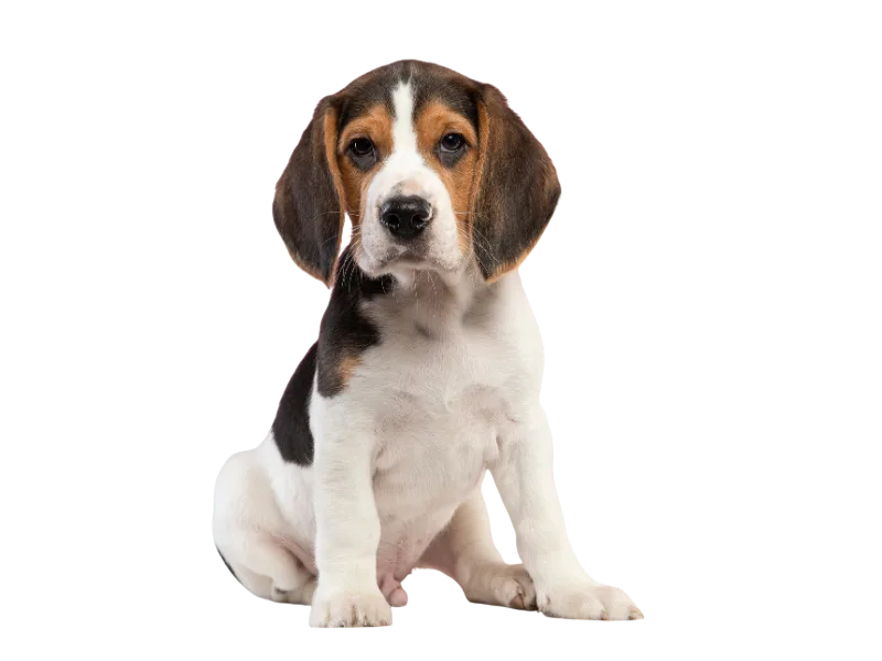 A tri-colored Beagle puppy sits attentively looking at camera