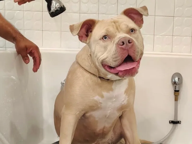A tan pit bull dog sitting in a bathtub with a showerhead spraying water on it, and a hand reaching in from the side.