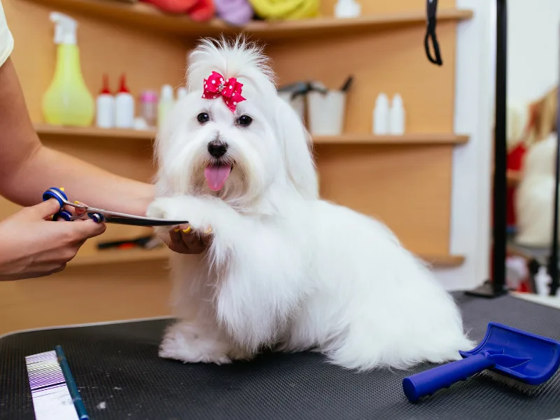 A white fluffy dog with a pink bow on its head is having its paw trimmed by scissors on a grooming table.