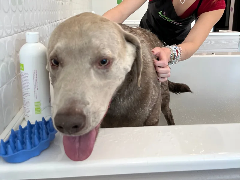 A dog is getting a bath in a bathtub, with a bottle of shampoo and a blue grooming brush nearby.