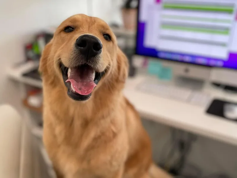 A golden retriever sits in front of a computer, looking at the camera with its mouth open and tongue out.