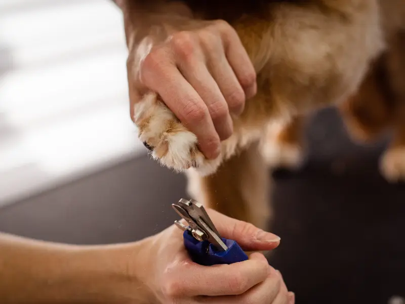 A person is trimming a dog's nails with nail clippers.