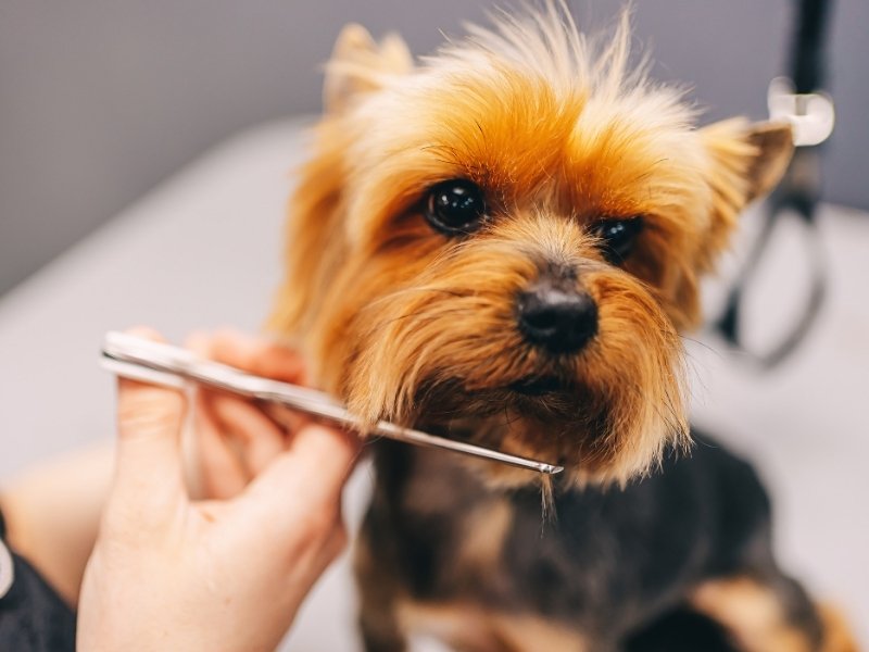 A close-up of a Yorkshire terrier being groomed with scissors near its mouth.