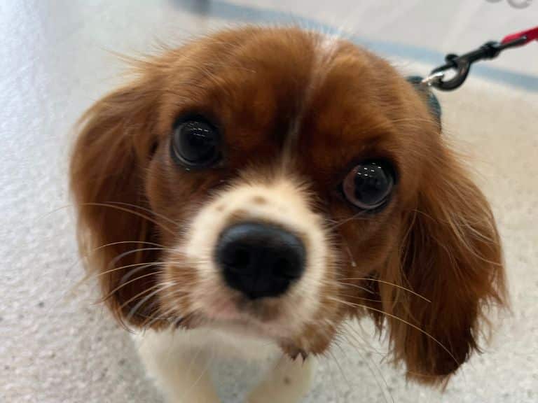 A Cavalier King Charles Spaniel puppy with brown and white fur