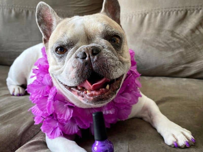 A French bulldog wearing a purple lei and having its nails painted purple