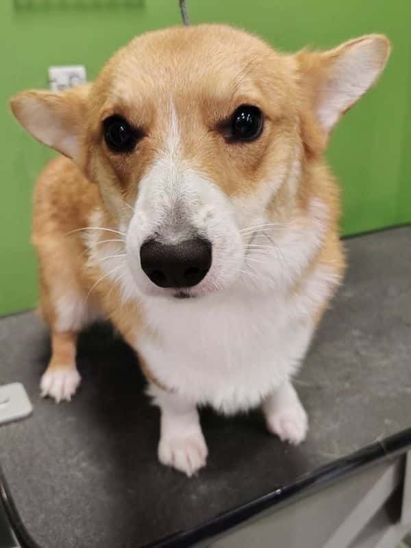 A Pembroke Welsh Corgi with tan and white fur