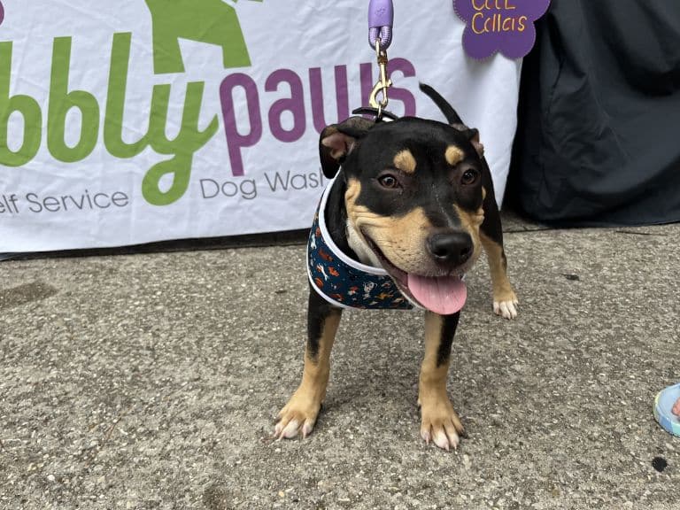 A black and tan dog wearing a bandana