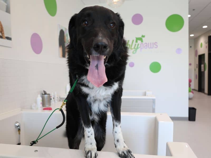 A black and white dog with its tongue hanging out