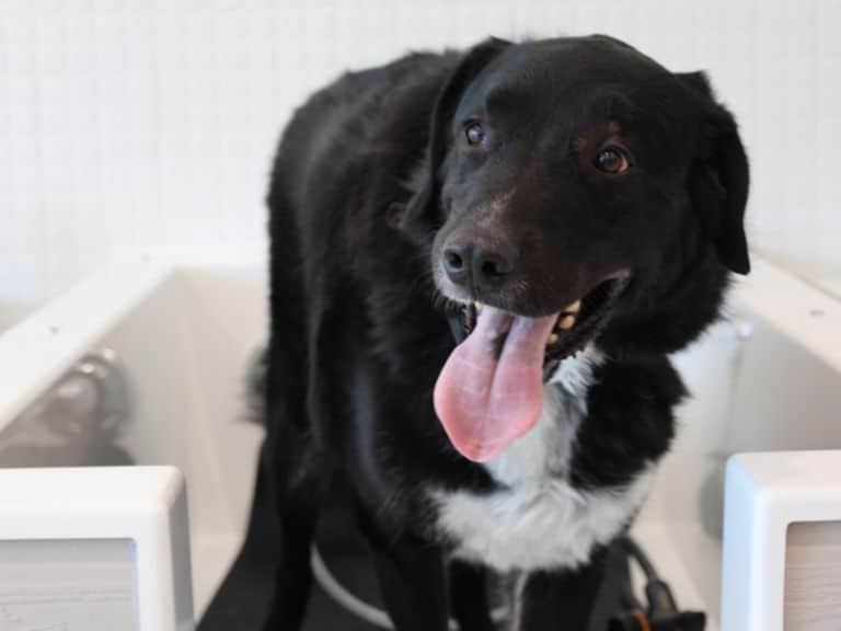 A black dog with a white chest patch