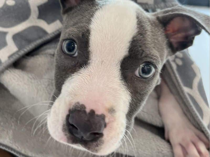 A blue and white pit bull puppy peeks out from a gray blanket with white paw prints