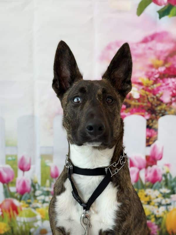 A brindle dog with one blue eye and one brown eye sits in front of a floral backdrop