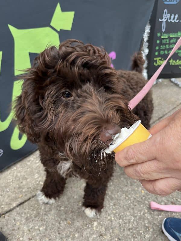 A brown dog with white paws eats ice cream