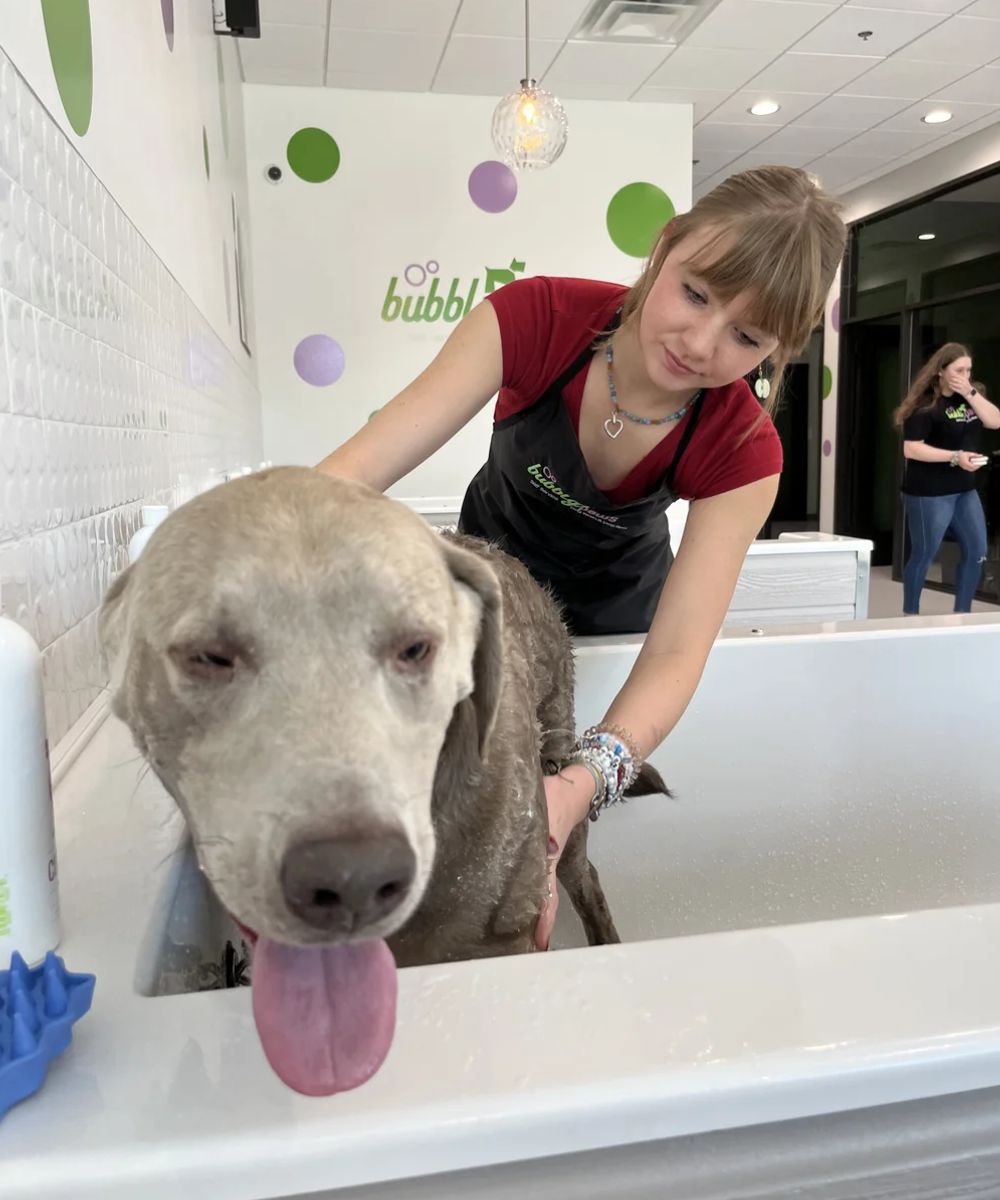 A dog is being bathed in a white tub by a groomer wearing a red shirt.