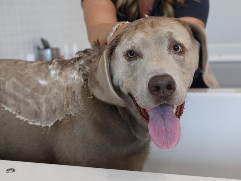 A dog with soapy fur is being bathed in a tub, with its tongue hanging out