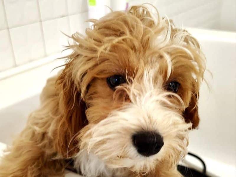 A fluffy brown and white puppy with wet fur rests its paws on the edge of a bathtub
