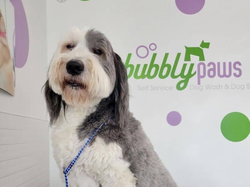 A fluffy dog with grey and white fur sits in a dog grooming tub