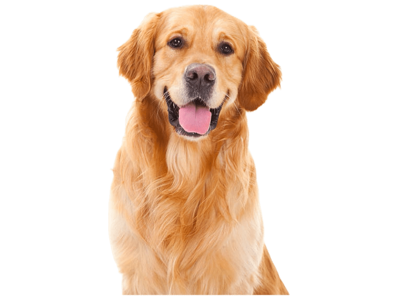 A golden retriever dog with its mouth open and tongue out
