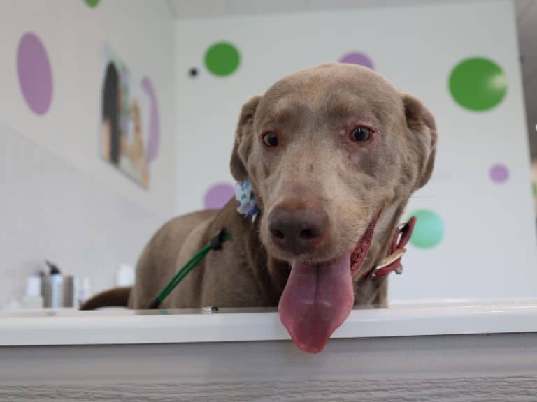 A grey dog with its tongue hanging out sits in a bathtub