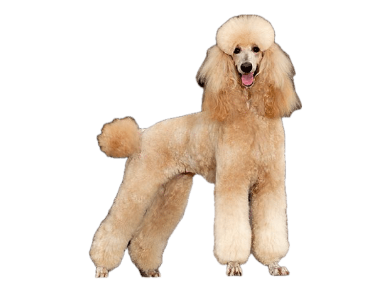 A light apricot standard poodle with a groomed coat
