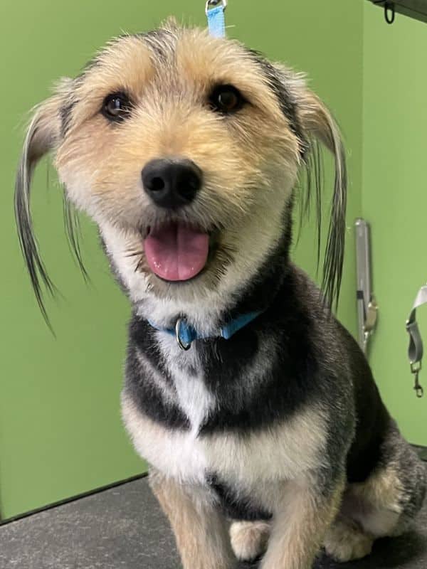 A scruffy terrier mix dog with tan and black fur sits