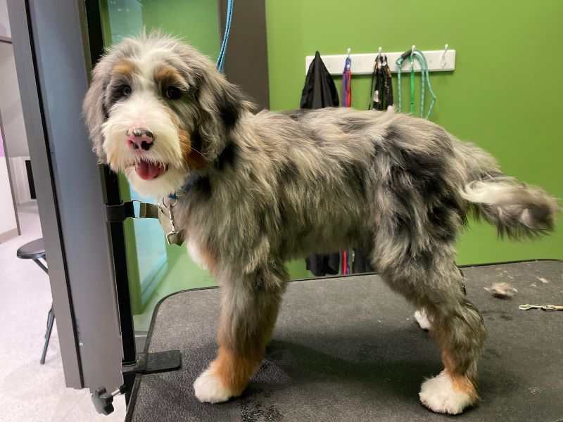 A shaggy dog with a merle coat and white paws stands on a grooming table with a green wall behind it