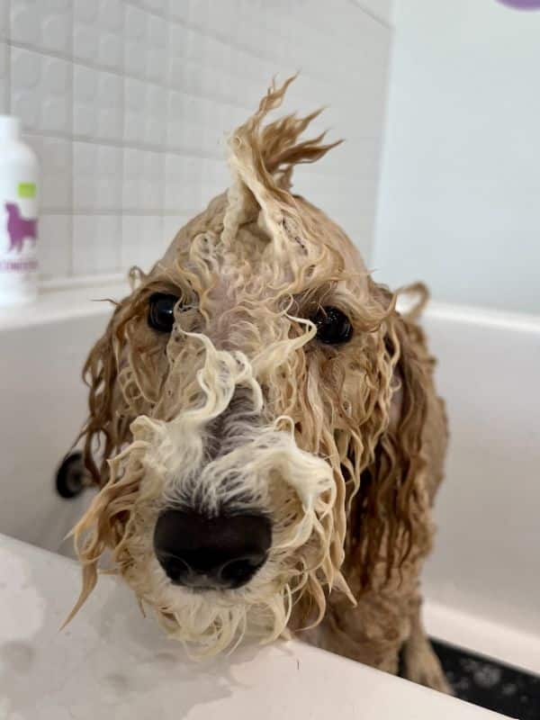 A wet dog with curly matted fur