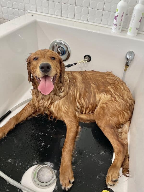 A wet golden retriever dog lies in a bathtub