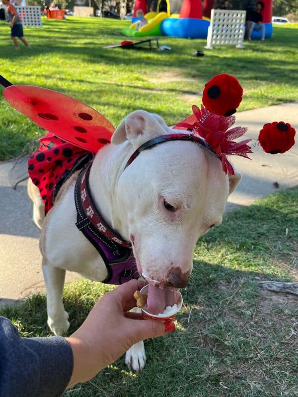 A white dog wearing a ladybug costume with wings and antennae