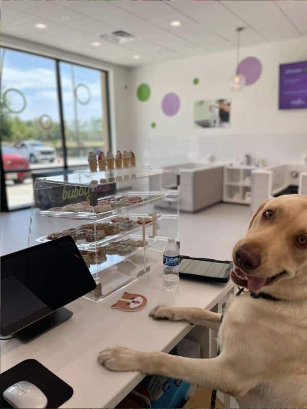 A yellow lab dog stands behind a counter in a bakery