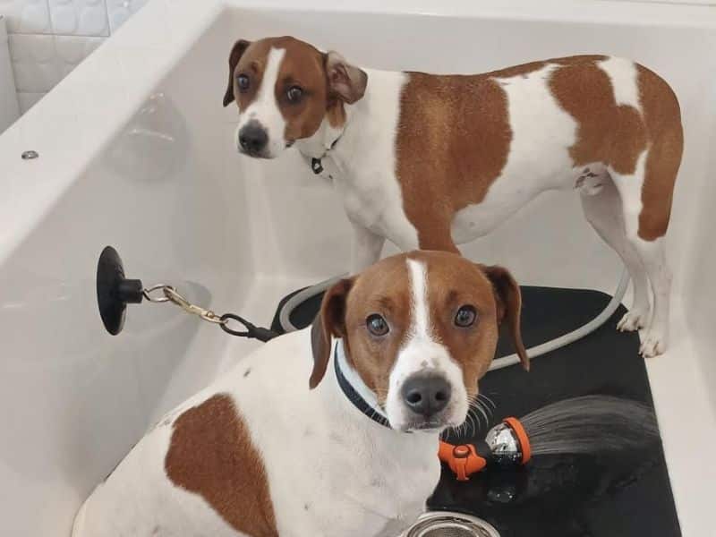 Two dogs in a bathtub
