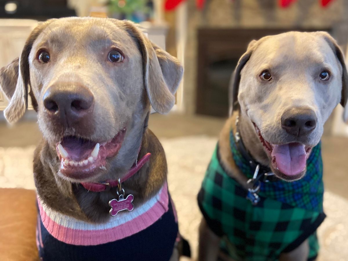 Two dogs sit side by side wearing festive sweaters