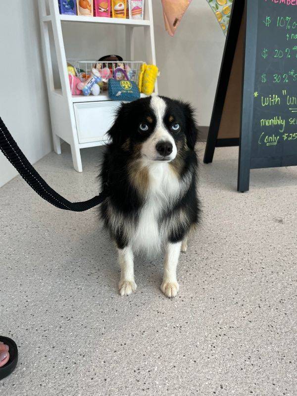 australian shepherd dog blue eyes