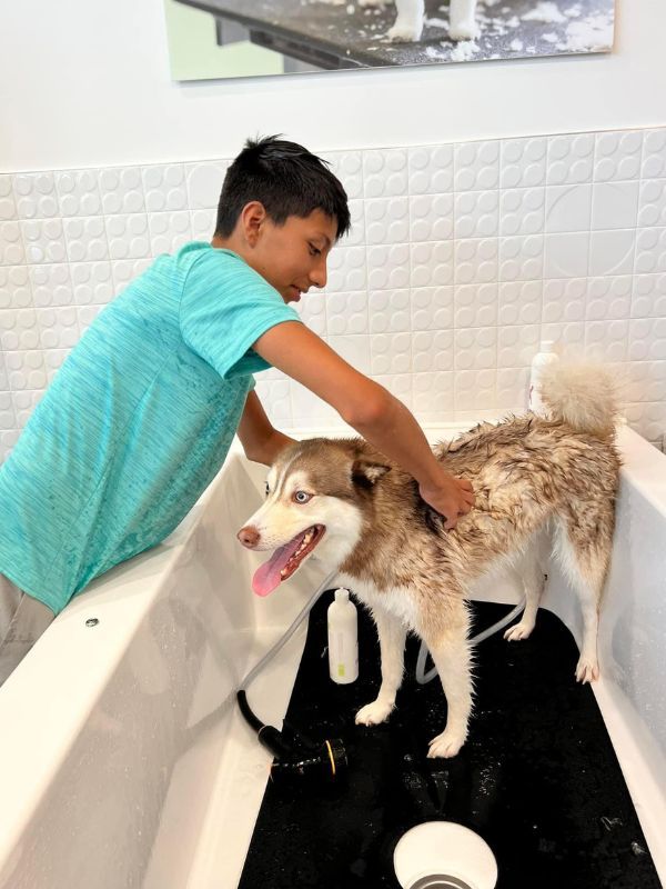 boy bathing husky dog