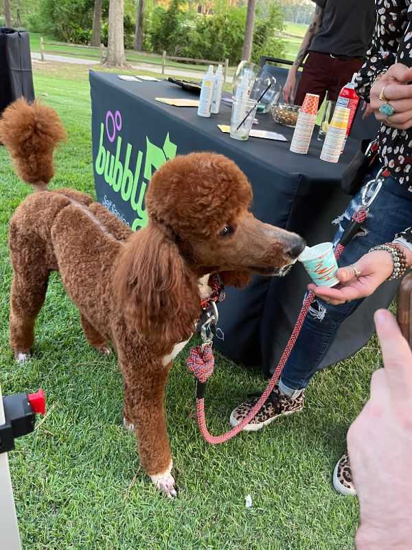 brown poodle drinking water