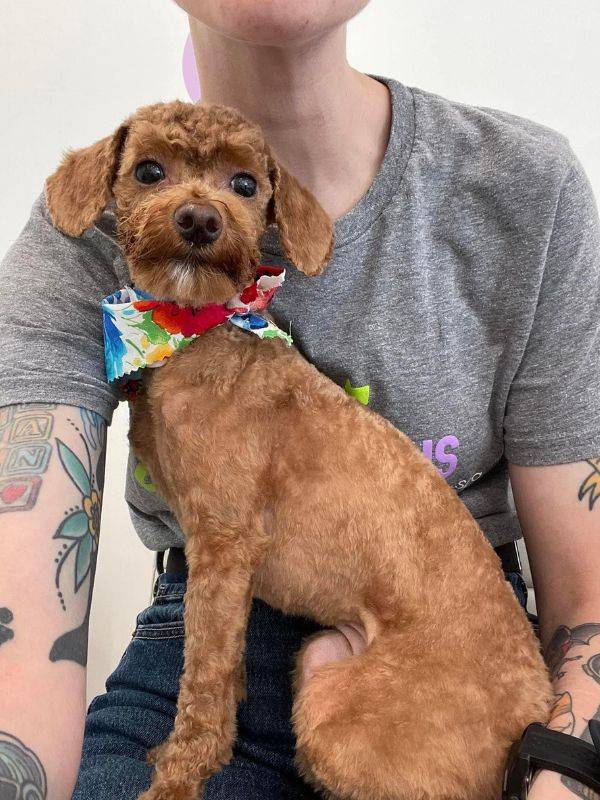 brown poodle floral bandana
