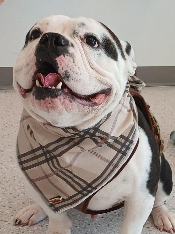 bulldog wearing plaid bandana