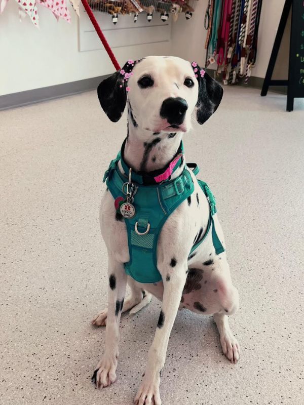dalmatian dog wearing harness flowers