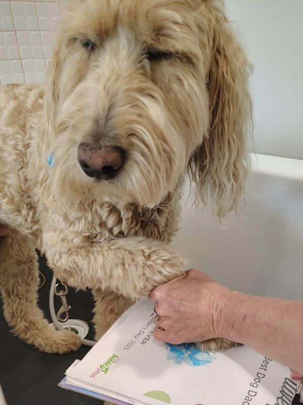 dog and human holding paw