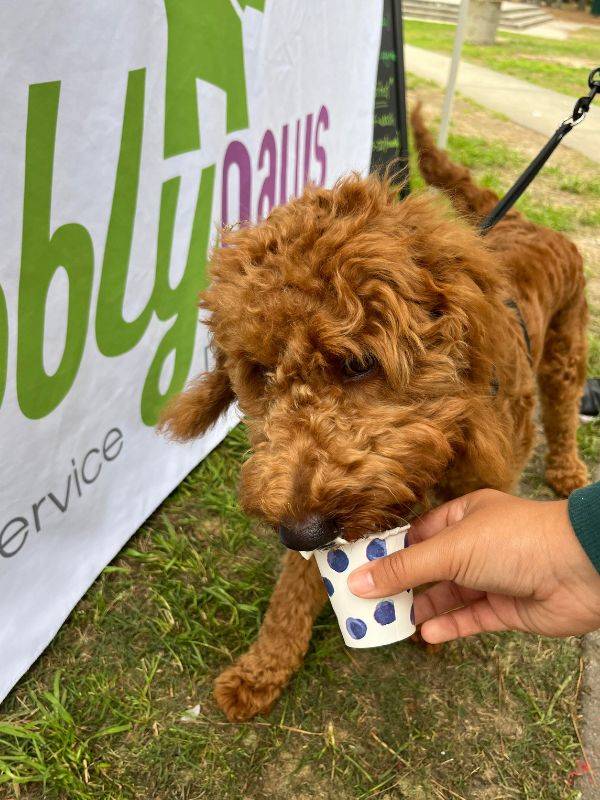 dog drinking from cup