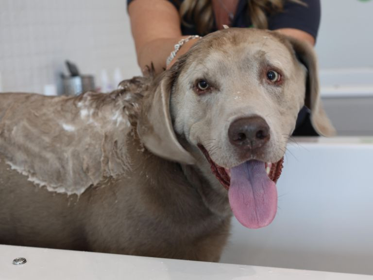 dog getting a bath