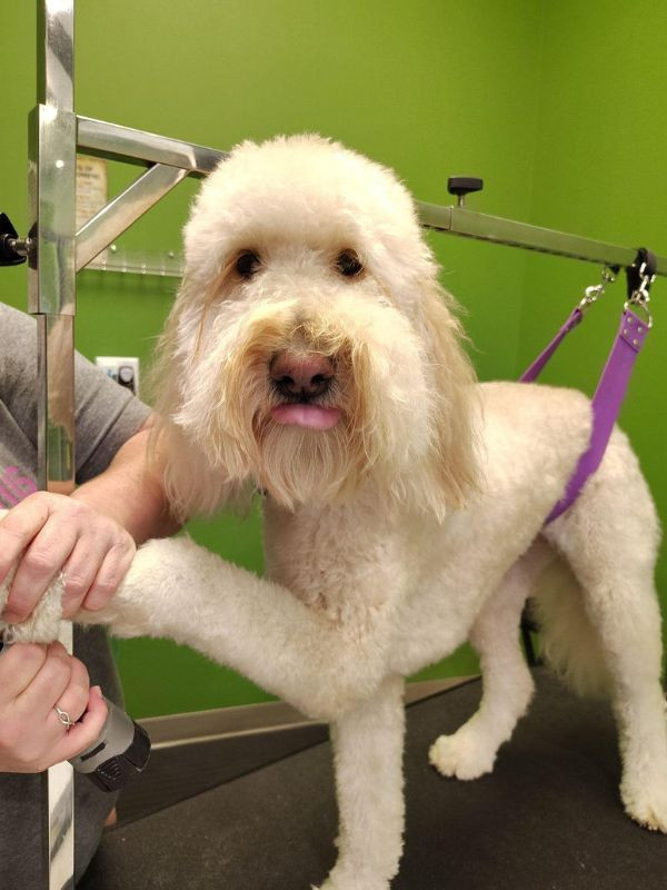 dog getting paw groomed