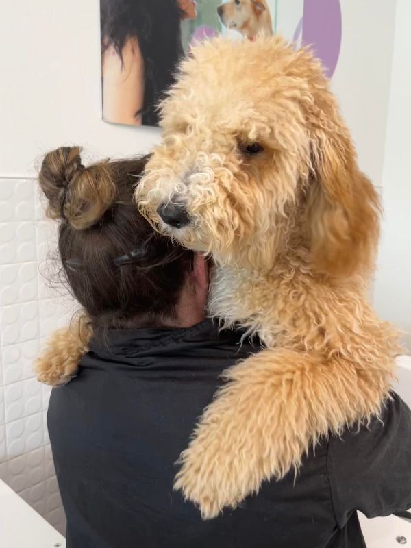 dog hugging persons back