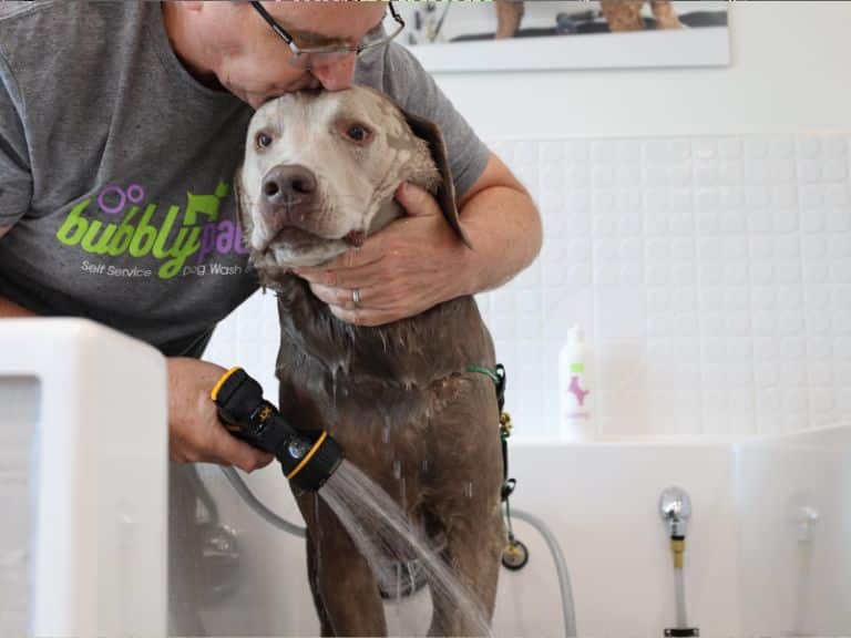 dog in a white tub