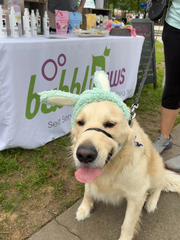 dog in bunny hat