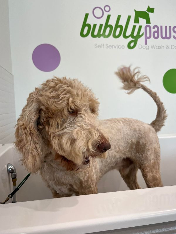 dog in grooming tub