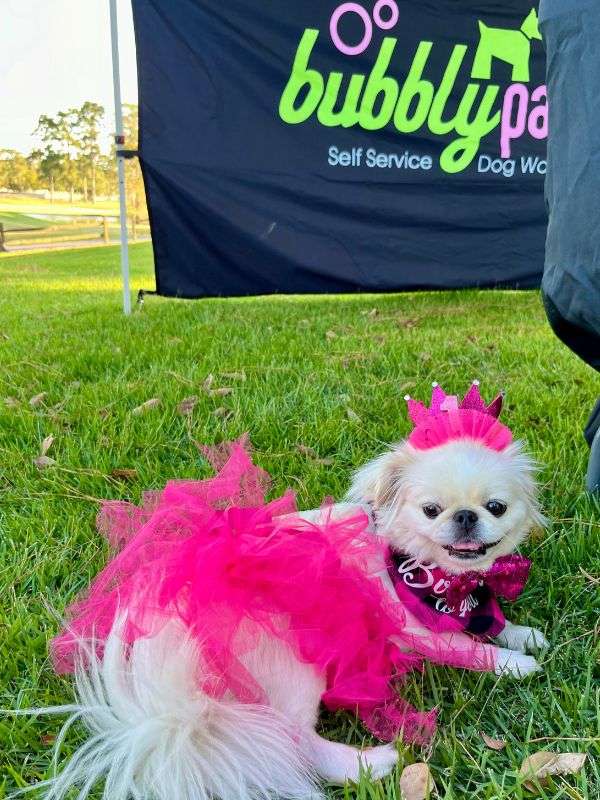dog in pink tutu
