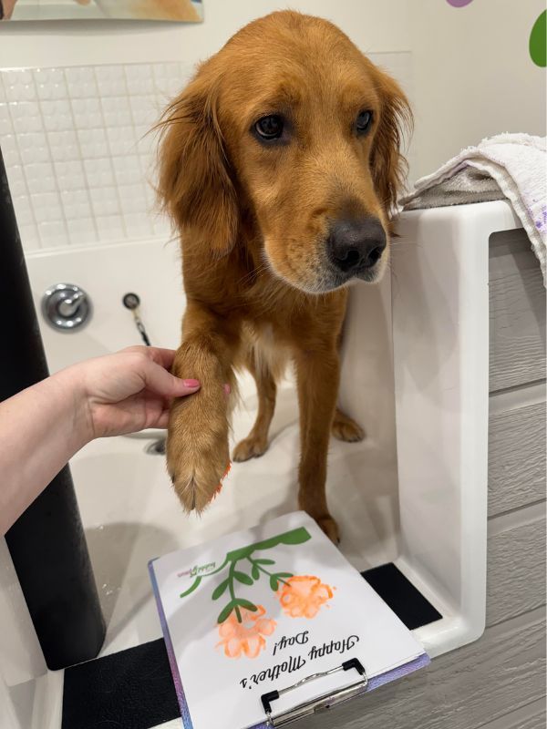 dog making mothers day card