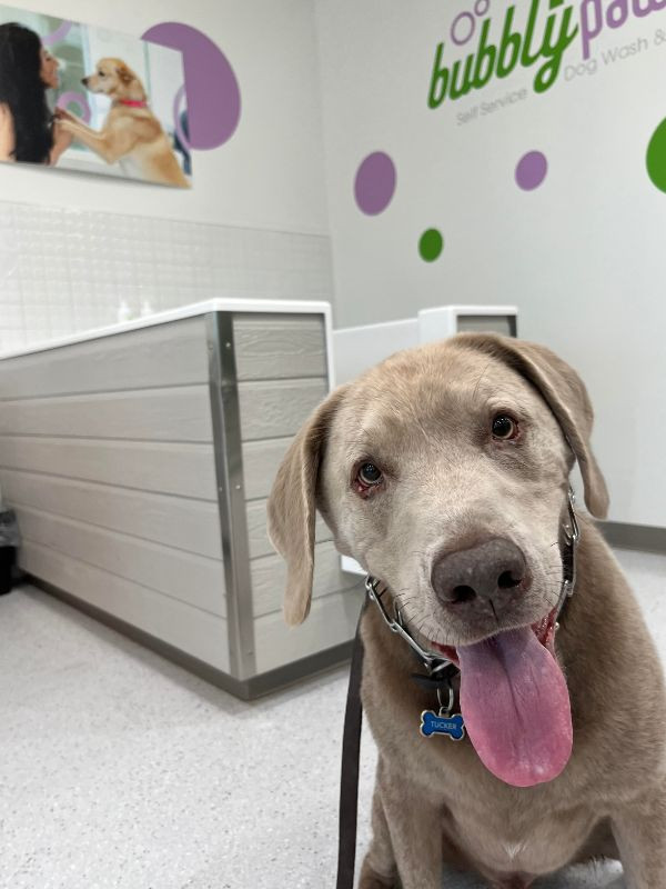 dog with tongue out